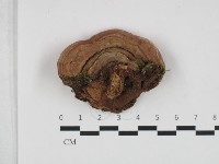登錄號:F0032609藏品圖，第1張