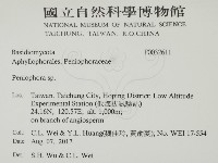 筍殼菌屬藏品圖，第2張