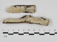 筍殼菌屬藏品圖，第1張