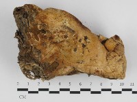 登錄號:F0032613藏品圖，第1張