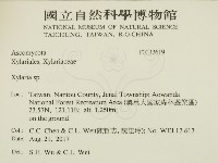 炭角菌屬藏品圖，第2張