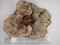 登錄號:F0032621藏品圖，第3張