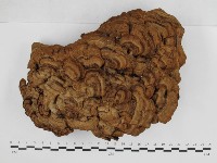 登錄號:F0032622藏品圖，第1張