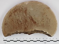 登錄號:F0032624藏品圖，第3張