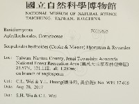 針齒銳岩菌藏品圖，第2張