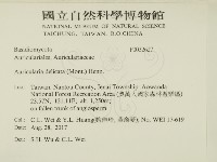 皺木耳藏品圖，第2張