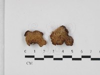皺木耳藏品圖，第3張