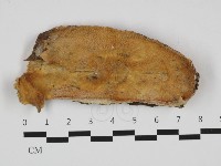 登錄號:F0032628藏品圖，第1張