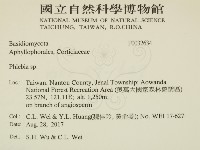 射脈菌屬藏品圖，第2張