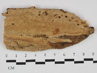 顯絲菌屬藏品圖，第1張