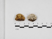 登錄號:F0032641藏品圖，第1張