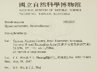 擬筍殼菌屬藏品圖，第2張