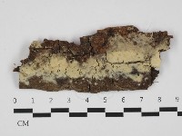 擬筍殼菌屬藏品圖，第1張