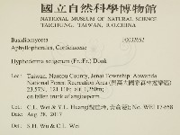 剛毛絲皮菌藏品圖，第2張
