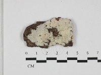 剛毛絲皮菌藏品圖，第3張