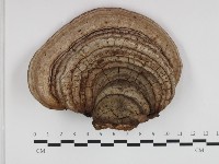 登錄號:F0032655藏品圖，第1張