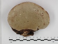 登錄號:F0032655藏品圖，第3張
