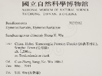 漆屬桑黃藏品圖，第2張