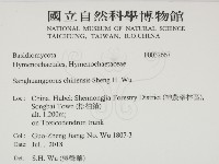 漆屬桑黃藏品圖，第2張