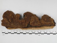 漆屬桑黃藏品圖，第3張