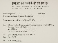 漆屬桑黃藏品圖，第2張