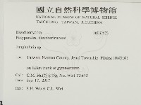 容氏菌屬藏品圖，第2張