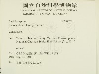 禿馬勃屬藏品圖，第2張