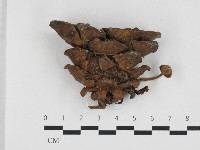 登錄號:F0032677藏品圖，第1張