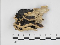 登錄號:F0032680藏品圖，第1張