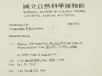 多年臥孔菌屬藏品圖，第2張