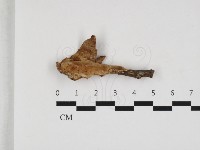 多年臥孔菌屬藏品圖，第3張