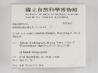 燈籠囊擬射脈菌藏品圖，第2張