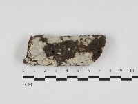 燈籠囊擬射脈菌藏品圖，第1張