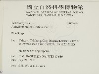 射脈菌屬藏品圖，第2張