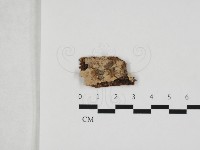 登錄號:F0032687藏品圖，第1張