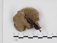 登錄號:F0032691藏品圖，第3張