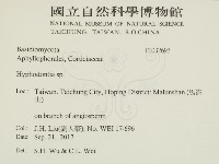 絲齒菌屬藏品圖，第2張