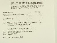 靈芝屬藏品圖，第2張