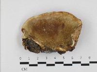 靈芝屬藏品圖，第3張