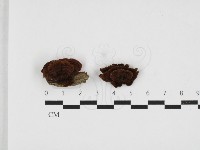 登錄號:F0032697藏品圖，第1張