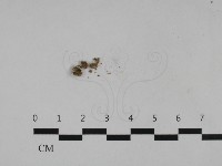 登錄號:F0032707藏品圖，第1張