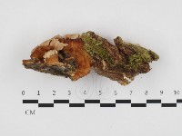 登錄號:F0032710藏品圖，第1張
