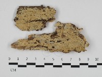 粗糙孢菌屬藏品圖，第1張