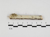 登錄號:F0032719藏品圖，第1張