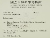 骨皮菌屬藏品圖，第2張