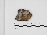 阿太菌屬藏品圖，第1張