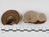 登錄號:F0032727藏品圖，第1張