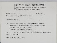 刺革菌屬藏品圖，第2張