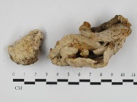 登錄號:F0032748藏品圖，第1張