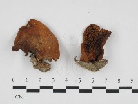 登錄號:F0032750藏品圖，第1張